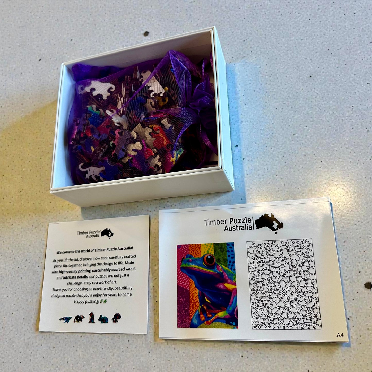 Dainty Tree Frog, QLD